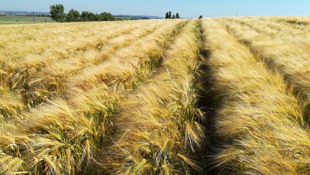 Modélisation économique de la transition agroécologique
