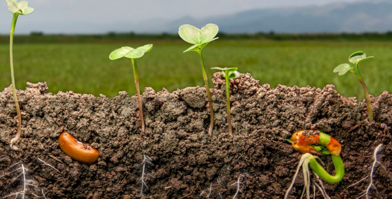 Court-métrage : Une terre à nouveau fertile