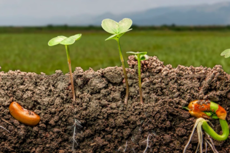 Court-métrage : Une terre à nouveau fertile