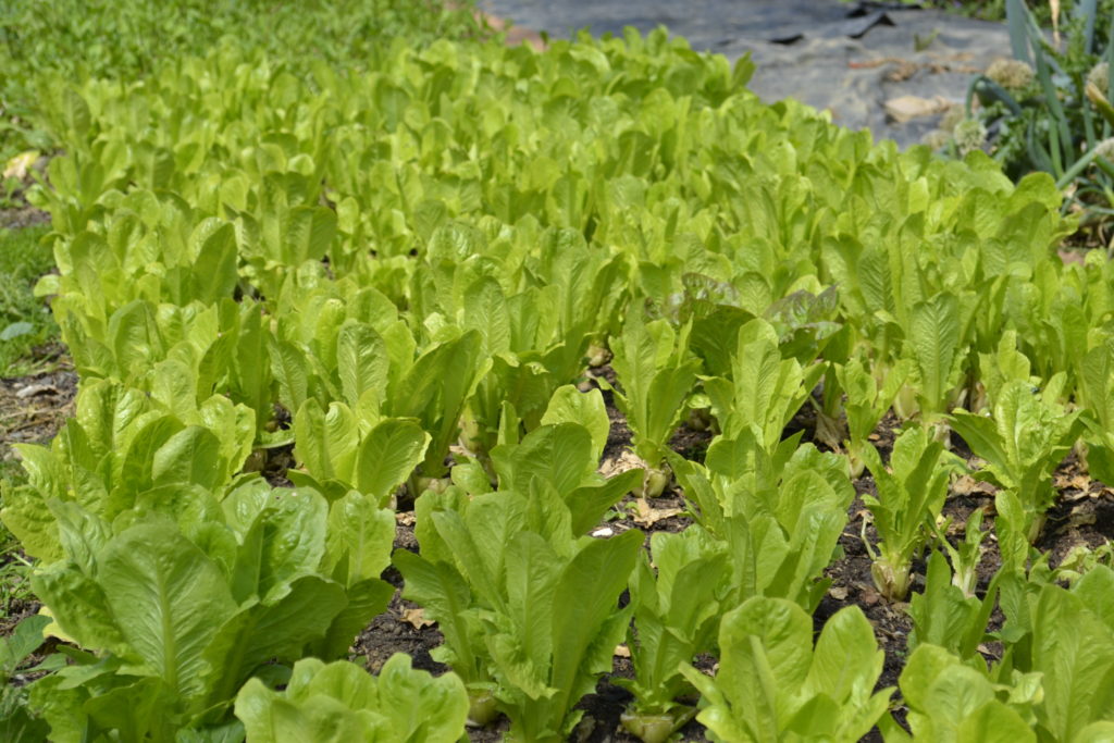 Lauréats : appel à projets Agroécologie