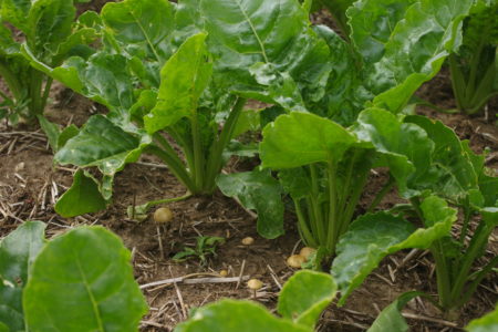 Cultures d’industrie sur sols vivants