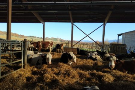 Retour sur la Journée Technique Protéines végétales & animales en Occitanie