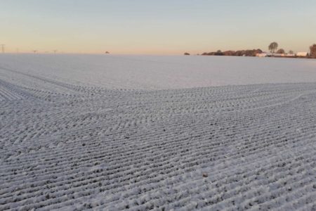 Les betteraves sucrières touchées par la vague de froid historique
