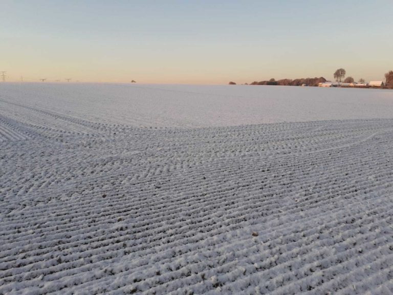 Les betteraves sucrières touchées par la vague de froid historique
