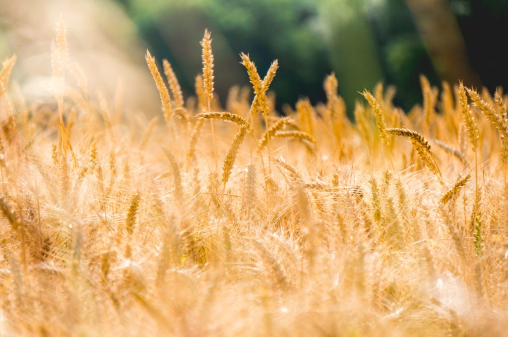 REX croisé - Pasquier et Soufflet lancent la première filière blé agroécologique