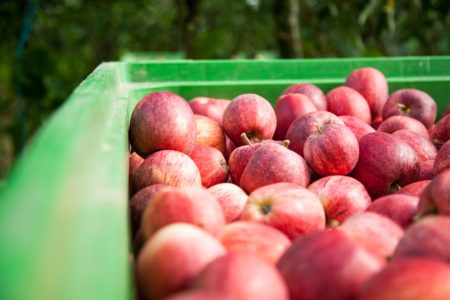 REX Pom’Évasion - Les pionniers de l'agroécologie