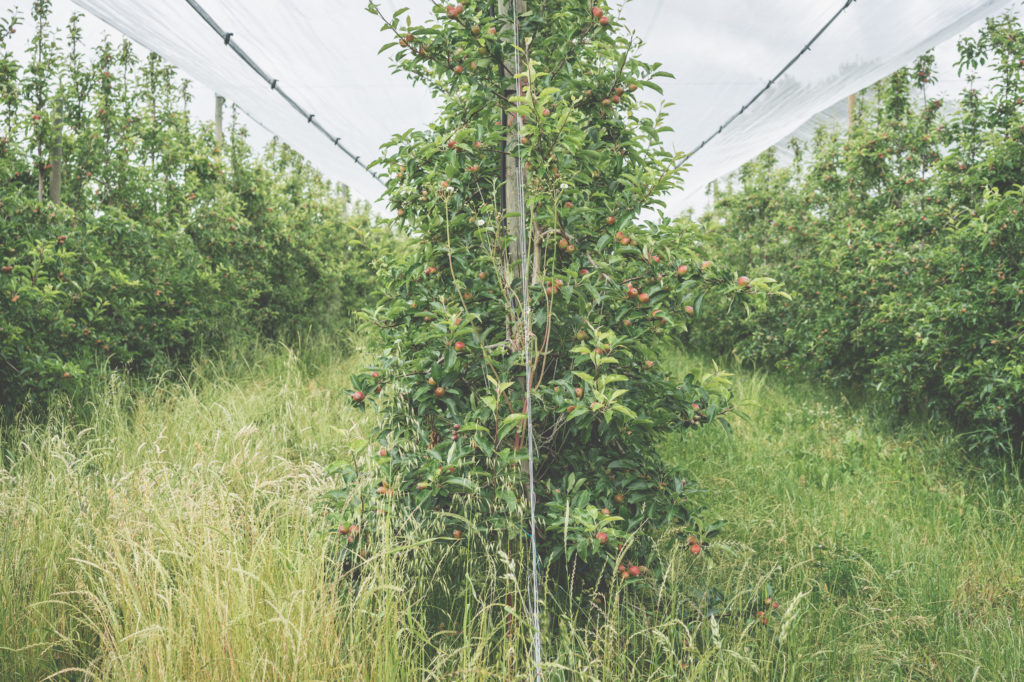 Retour sur la Journée Technique Fruits&Légumes en Occitanie