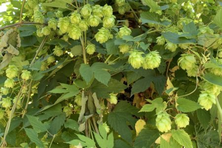 La brasserie Kronenbourg fête ses 50 ans et s’investit dans l’agroécologie