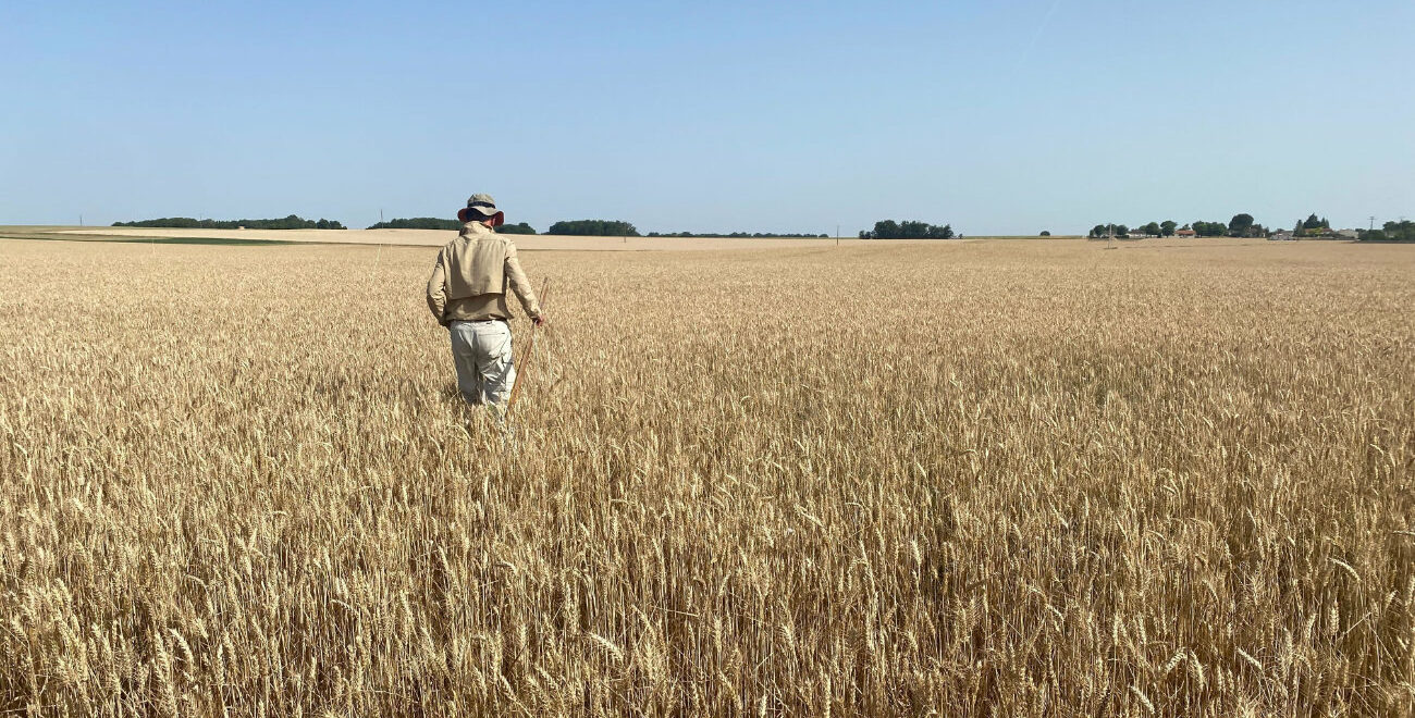 La thèse qualité nutritionnelle du blé en agroécologie Pour une agriculture du vivant