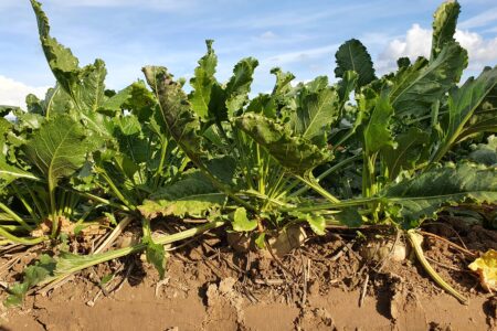 BEET IT agriculture régénératrice en betterave sucrière