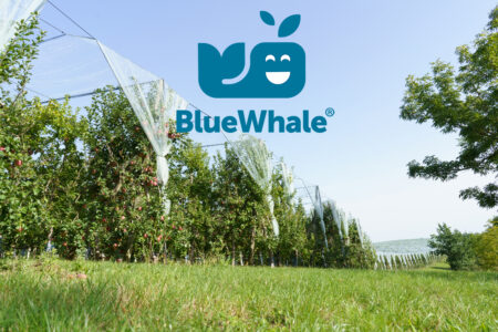 BLUEWHALE