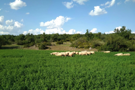 Rex Agri Romain pâturage ovin