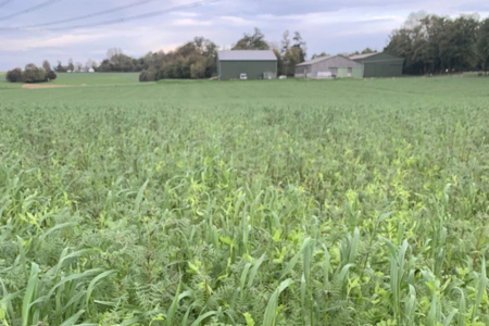 RexAgri Noel couverts végétaux