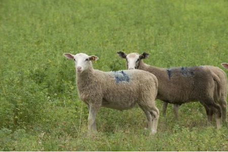 RexAgri Dominique valorise couverts végétaux paturage moutons voisin retour expériences