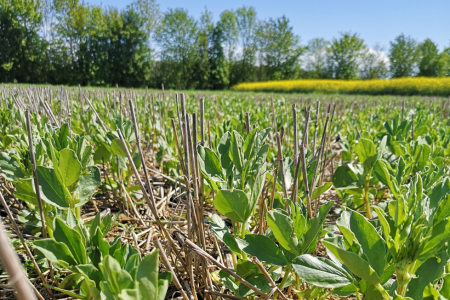 Laurent haye pois agroécologique normandie