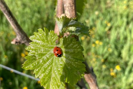 Vignes agroécologiques coccinelles sur feuilles