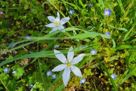 Vignes agroécologiques biodiversité