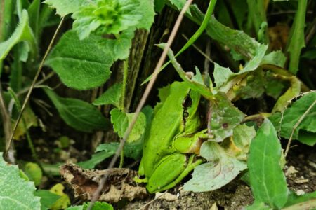 Vignes agroécologique biodiversité grenouille