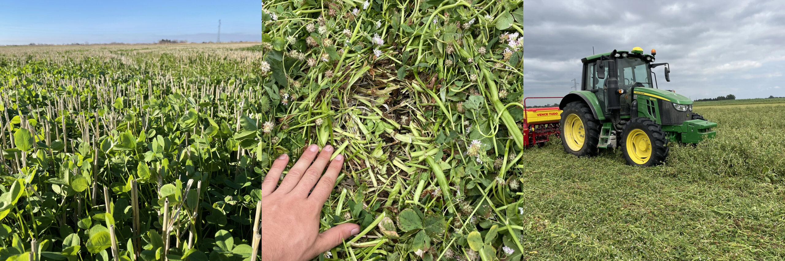 Rex 3 Site
