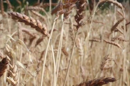 Blé Rouge De Bordeaux Améliorer La Valorisation