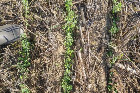 Semis du mélange avec disque Gigante