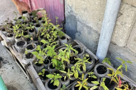 tube en carton pret a etre planté