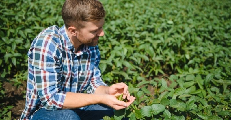 Jeune agriculteur observant ses cultures en plein champ, illustration de l’agroécologie comme levier d’autonomie et d’adaptation pour les futures générations agricoles.