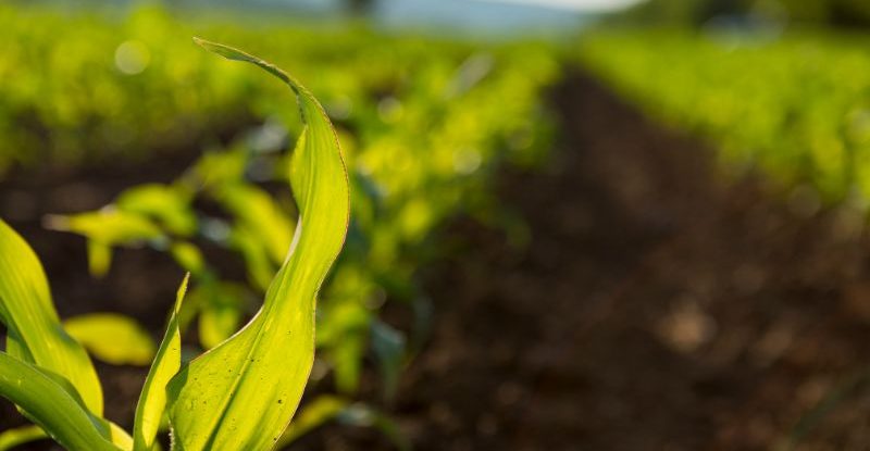 Plante en croissance symbolisant les pratiques agroécologiques financées par les PSE des agences de l'eau