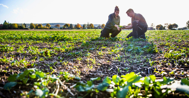 Agriculteurs observant un couvert végétal en agriculture de conservation des sols (ACS) pour améliorer la structure et la fertilité du sol selon les recommandations du CGAAER