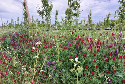 Agricultureduvivant Programmes Innovation Pachamama 01