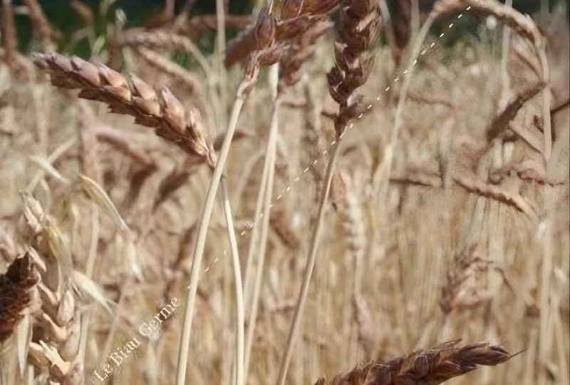 Blé Rouge De Bordeaux Améliorer La Valorisation