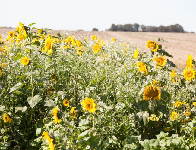 L’agriculture de conservation Pour une Agriculture du Vivant