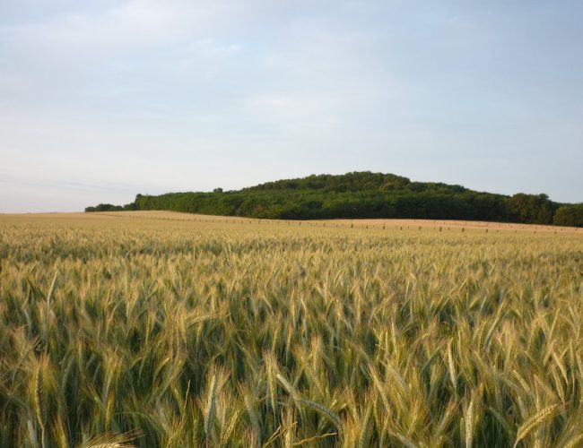 L’agriculture biologique Pour une Agriculture du Vivant