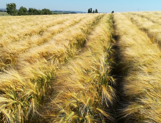 L’agriculture raisonnée Pour une agriculture du vivant