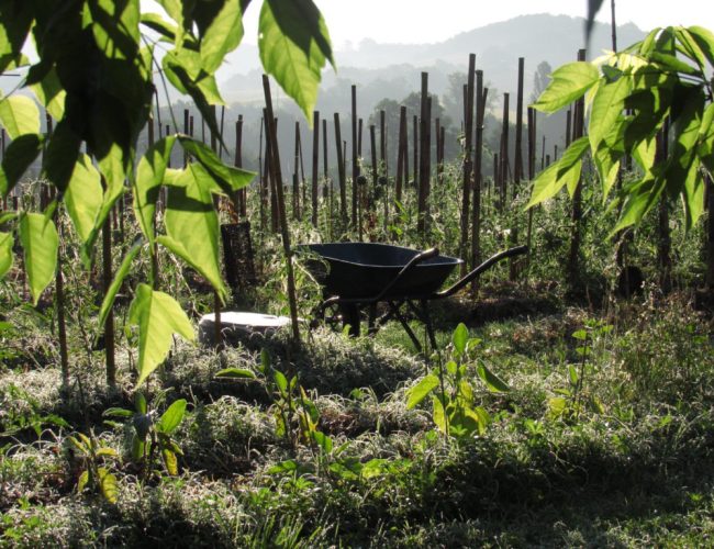 L'agriculture syntropique Pour une agriculture du vivant