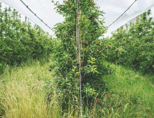 L'agriculture régénérative Pour une agriculture du vivant