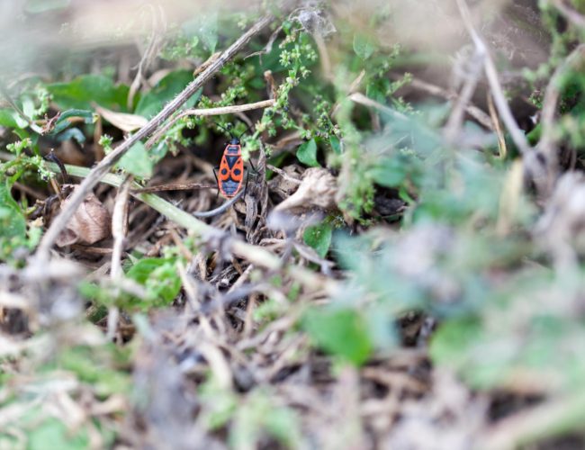 La biodiversité Pour une agriculture du vivant