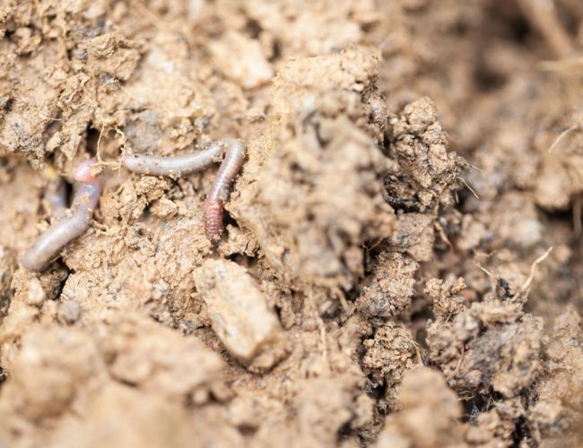 Qu’est-ce qu’un sol vivant ? Pour une agriculture du vivant