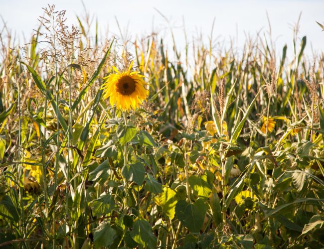 L'agroécologie Pour une agriculture du vivant