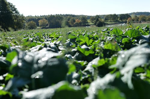 Le 1er PSE Régénératif Agricultureduvivant 03