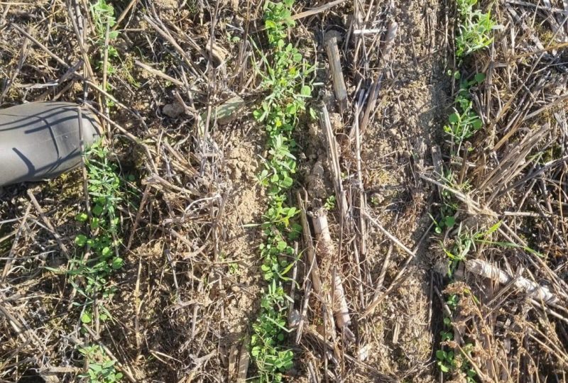 Semis du mélange avec disque Gigante