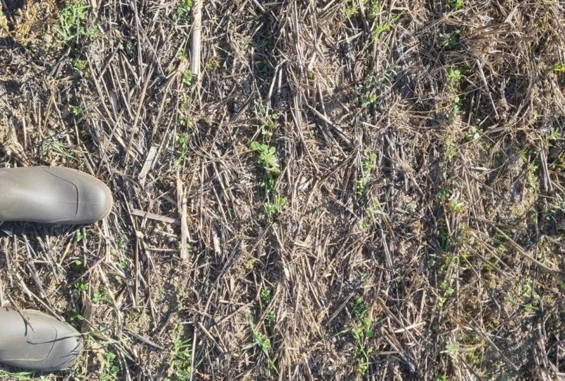 Semis Du Mélange Avec Semoir Agrisem Tboss